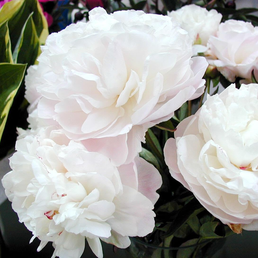 花木苗 芍薬 マザーズチョイス 2～3芽付ポット苗 1株