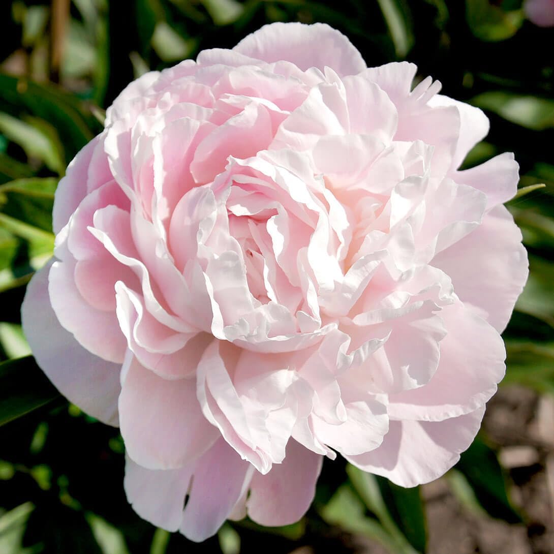 花木苗 芍薬 ニックシェイラー 2～3芽付ポット苗 1株