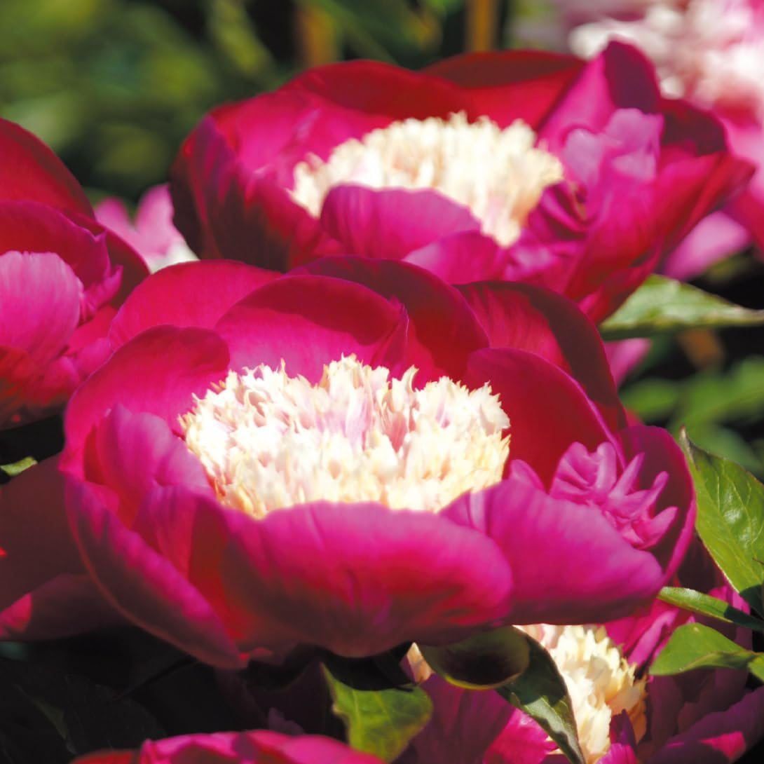 花木苗 芍薬 ホワイトキャップ 2～3芽付ポット苗 1株