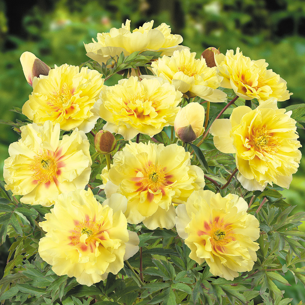 花木苗 シャクヤク ハイブリッド芍薬 バートゼラ 2～3芽付ポット苗 1株