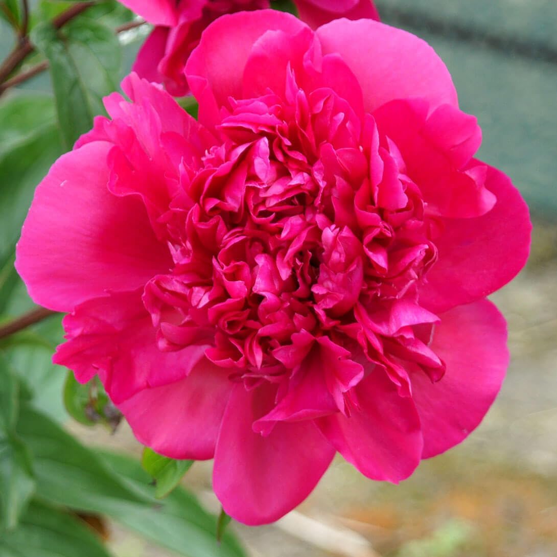 花木苗 芍薬 ビッグベン 2～3芽付ポット苗 1株