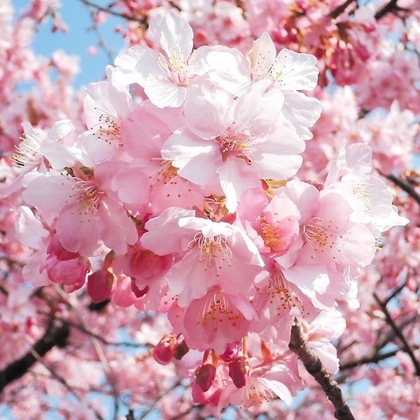花木苗 桜 河津