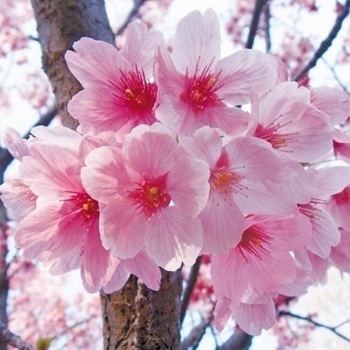 花木苗 桜 陽光