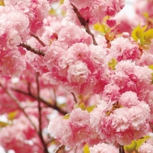 花木苗 桜 紅華