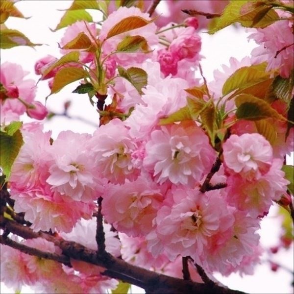 花木苗 桜 紅笠