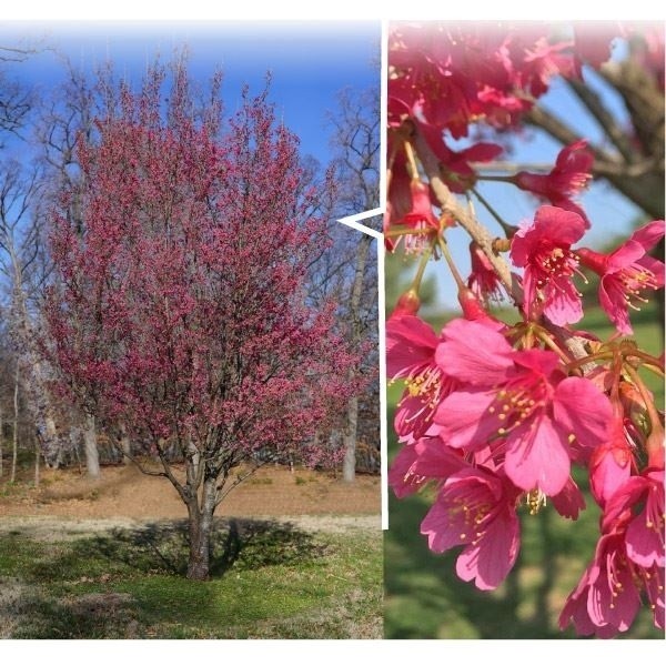 花木苗 桜 ファーストレディー 1株