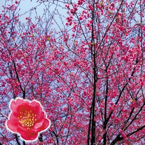 花木苗 桜 エレガンスみゆきPVP 1株