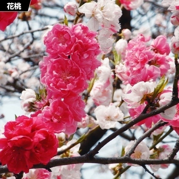 花木苗 花桃 咲分け源平