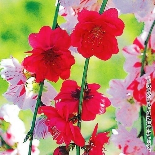 花木苗 花桃 咲分け源平しだれ