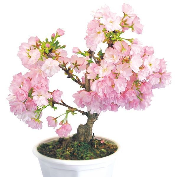 桜 祝桜(旭山) 1鉢 送料無料