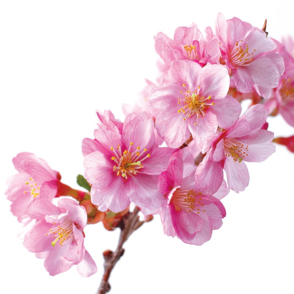 花木苗 桜 アーコレード 1株