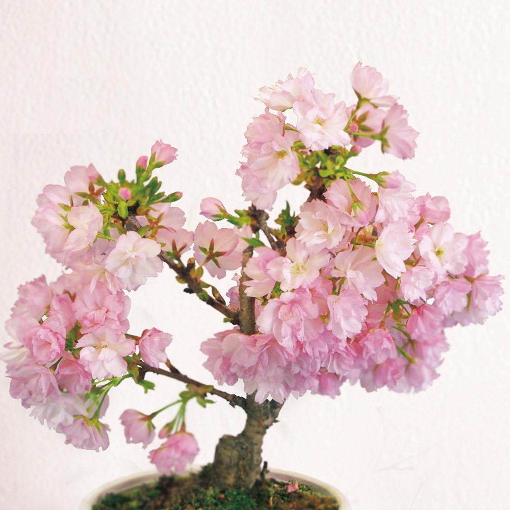 花木苗 桜 旭山 1株