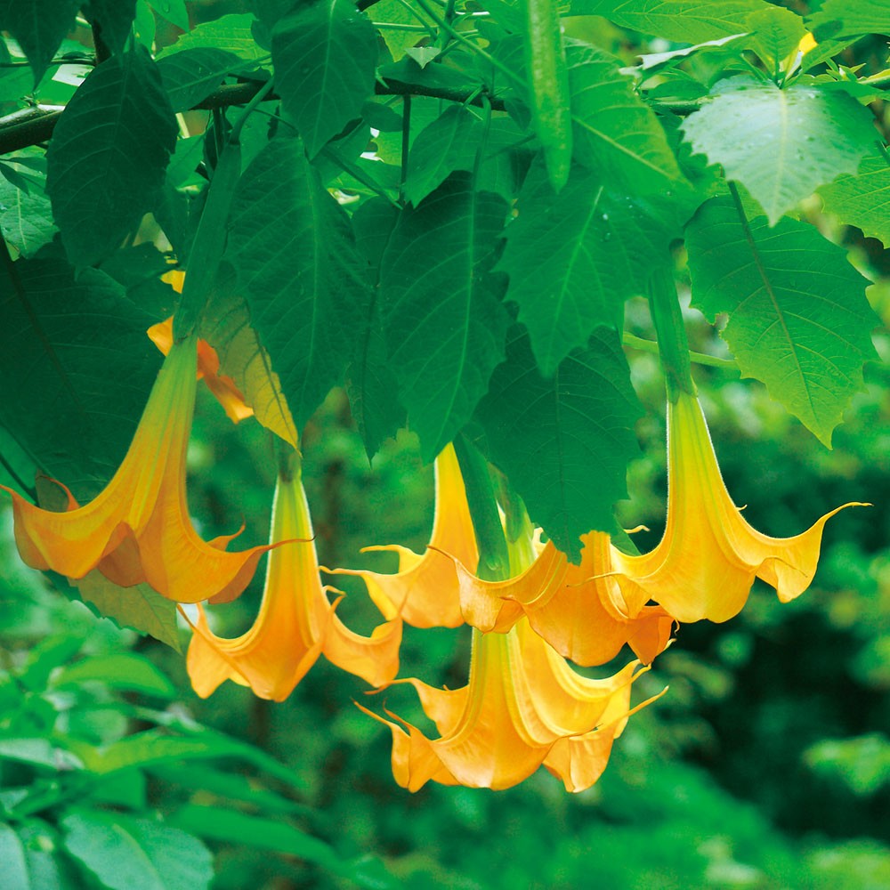 花木苗 エンジェルストランペット 黄花 2株