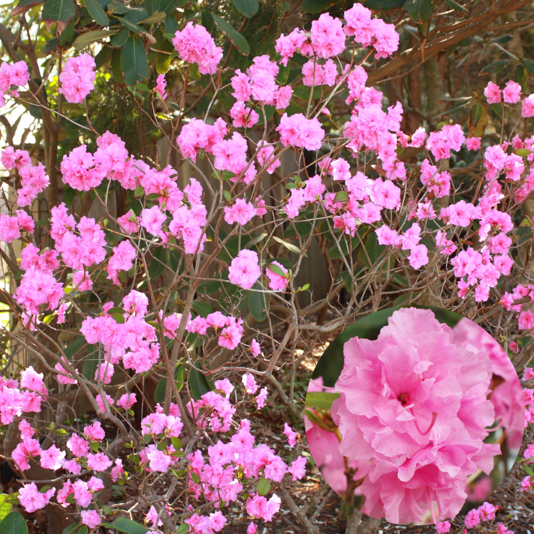 花木苗 ツツジ ウェストンズピンクダイヤモンド 1株
