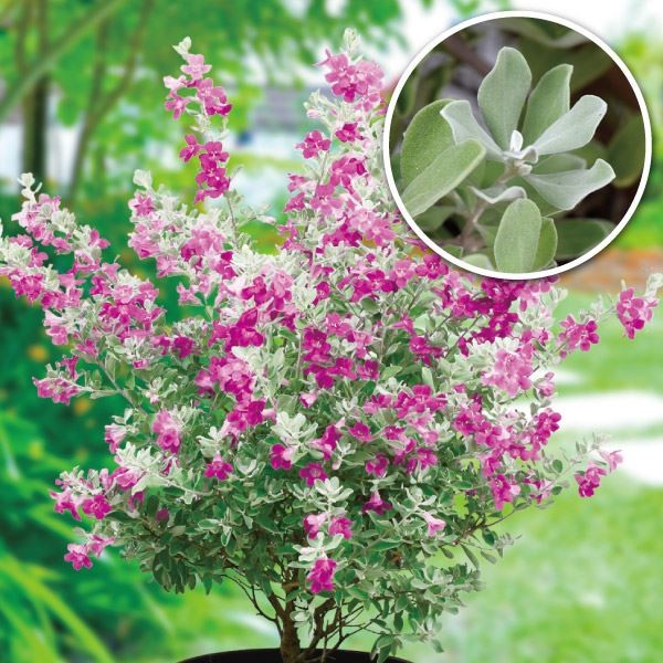 花木苗 レウコフィラム 2株