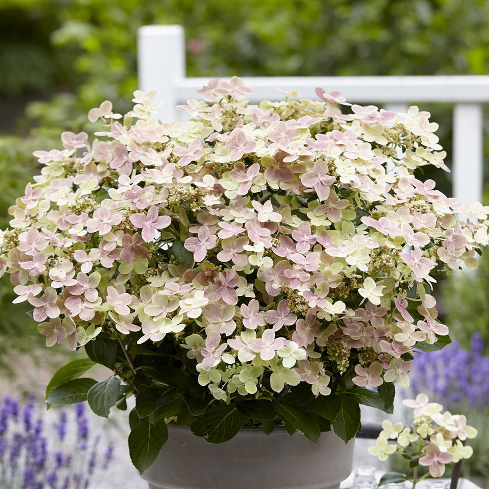 花木苗 ノリウツギ ポールスターPVP 1株