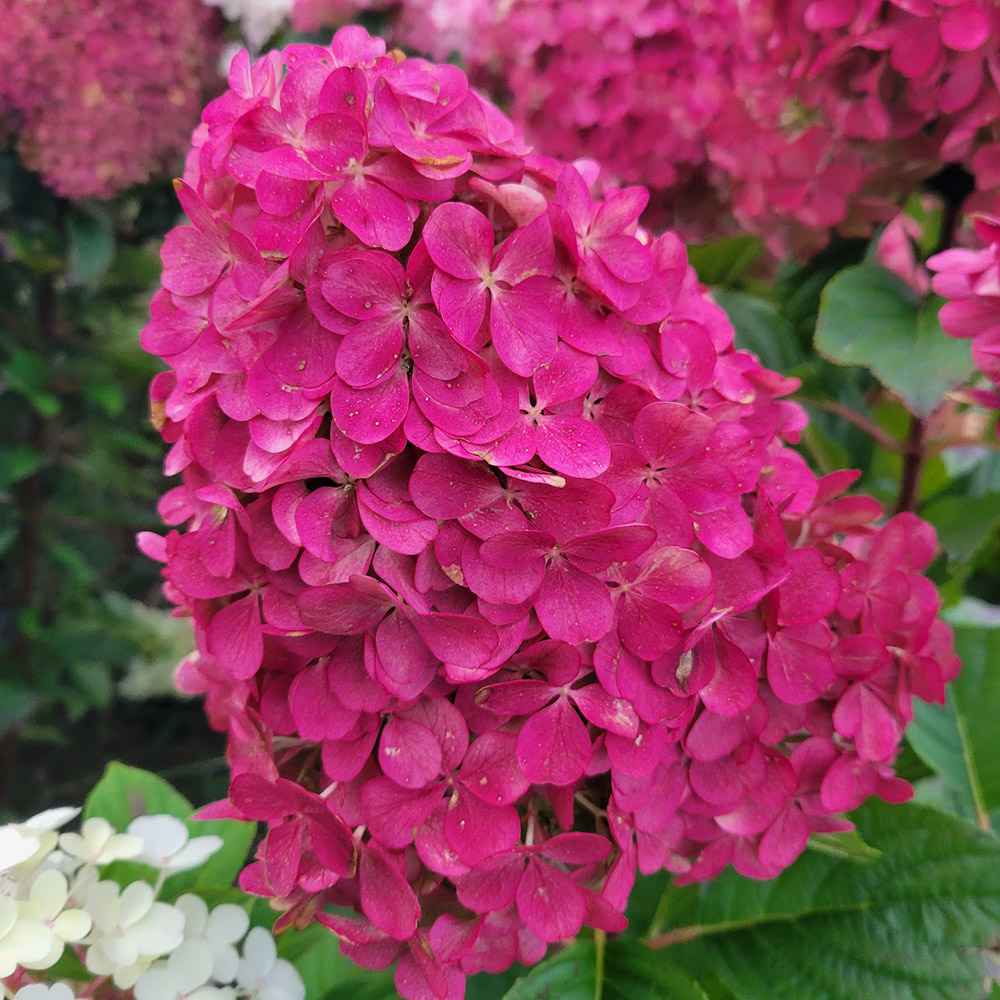 花木苗 ノリウツギ 朱炎 1株