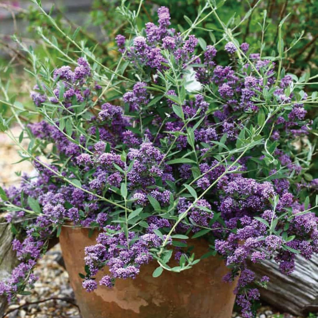 花木苗 ブッドレア ユニークPVP 1株