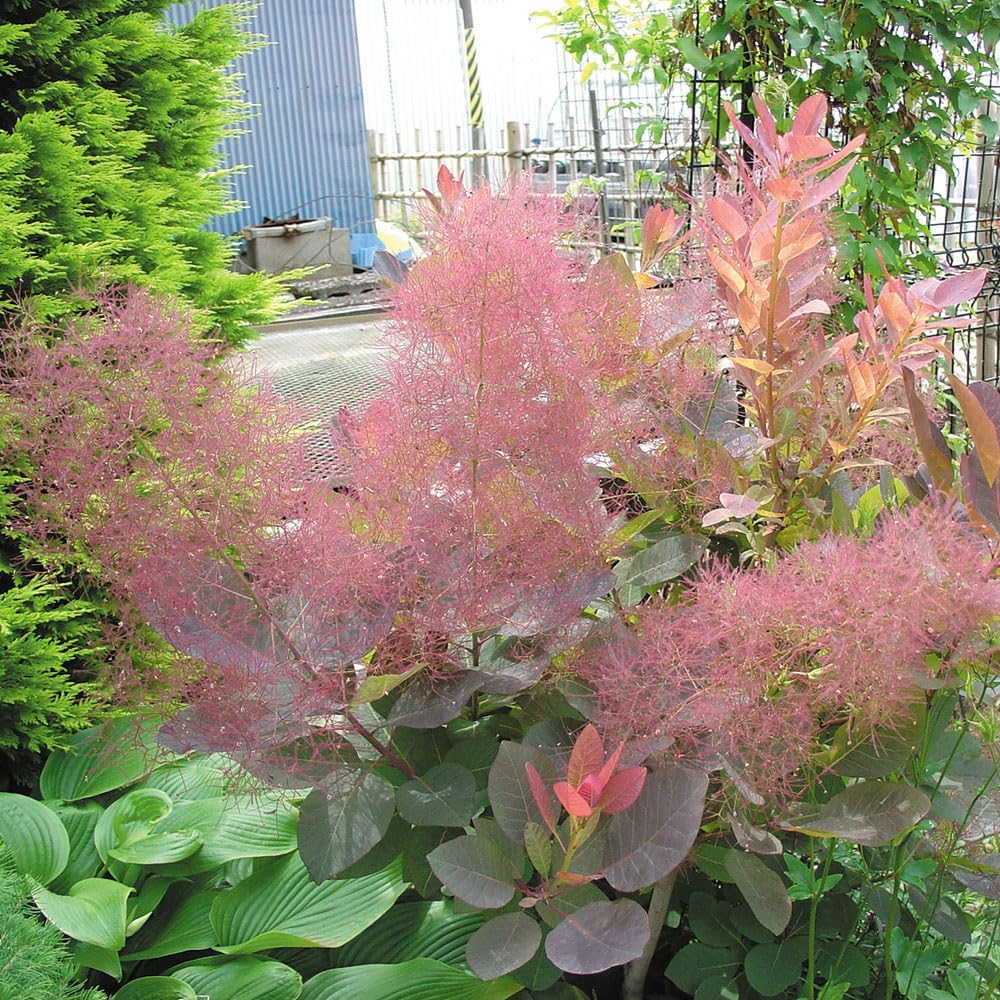 花木苗 スモークツリー グレース 1株