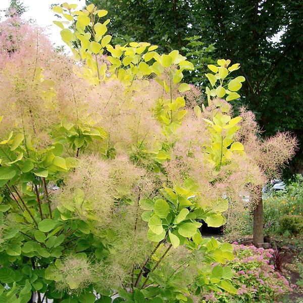 花木苗 スモークツリー ゴールデンスピリットPVP 1株