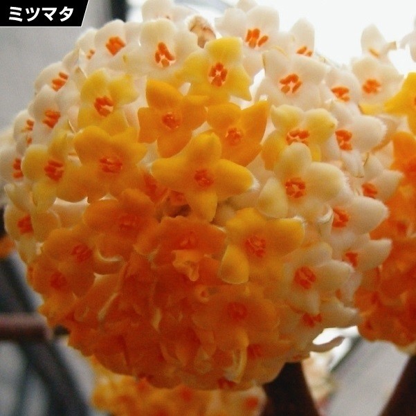 花木苗 大輪黄花ミツマタ 2株