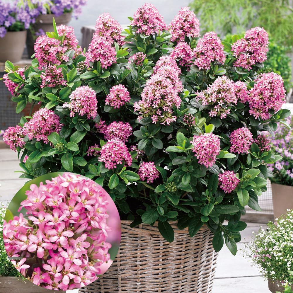 花木苗 エスカロニア ピンクエルPVP 1株