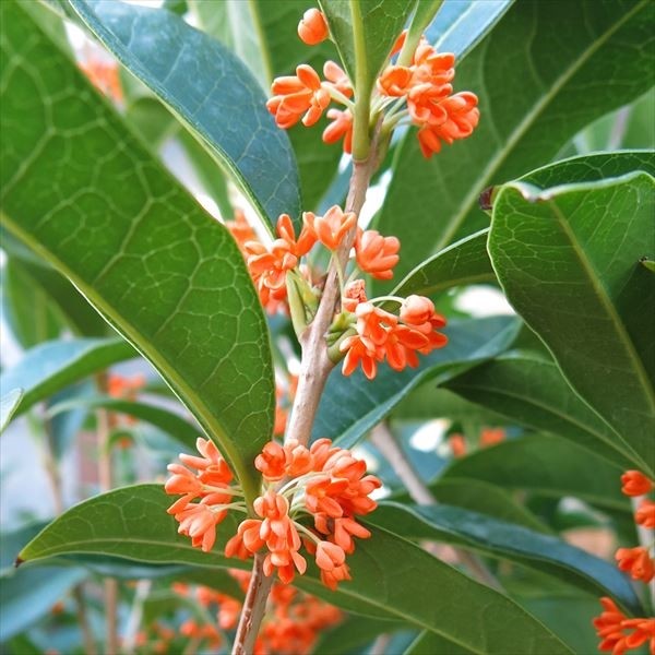 花木苗 濃橙キンモクセイ フレグランスレッド 1株