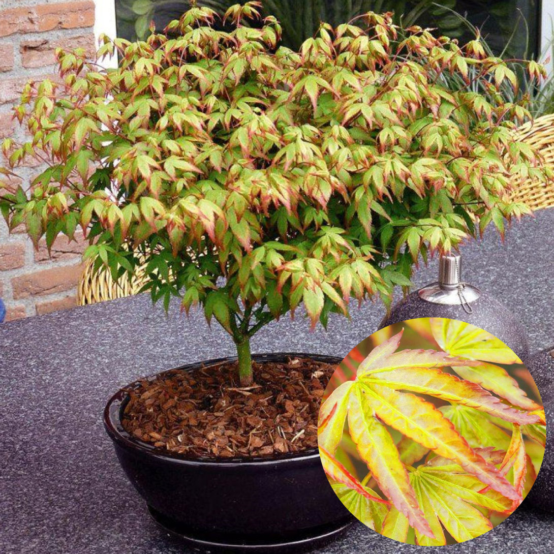 花木苗 もみじ 寿もみじ(リトルプリンセス) 1株