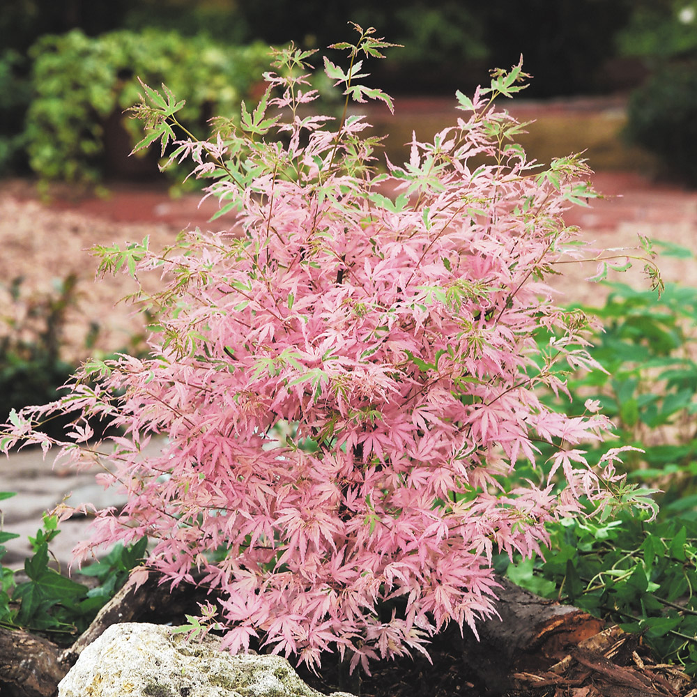 花木苗 モミジ テイラー 1株