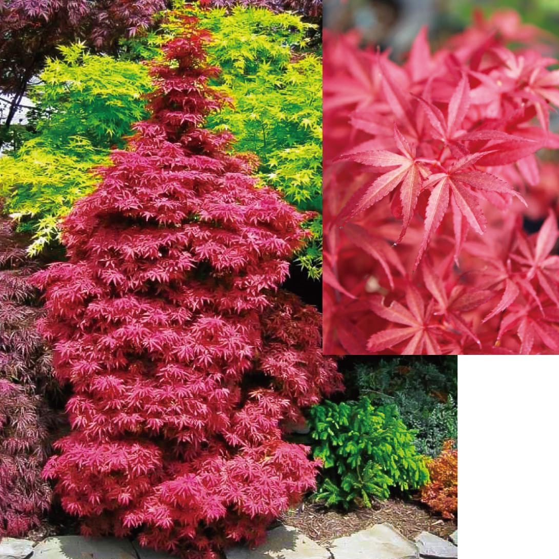 花木苗 もみじ スケーターズ 1株