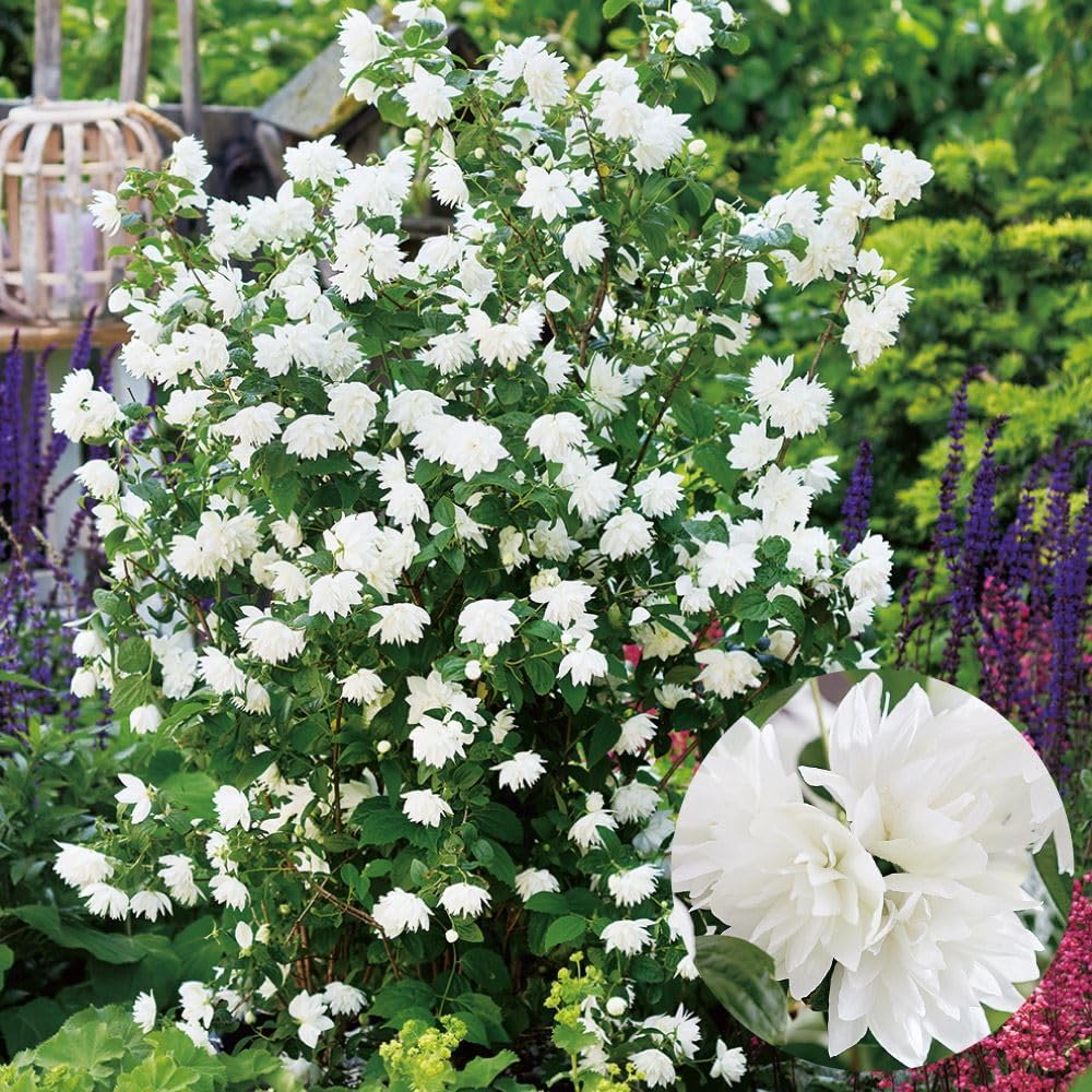 花木苗 バイカウツギ パールズオブパフューム 品種登録出願中 1株