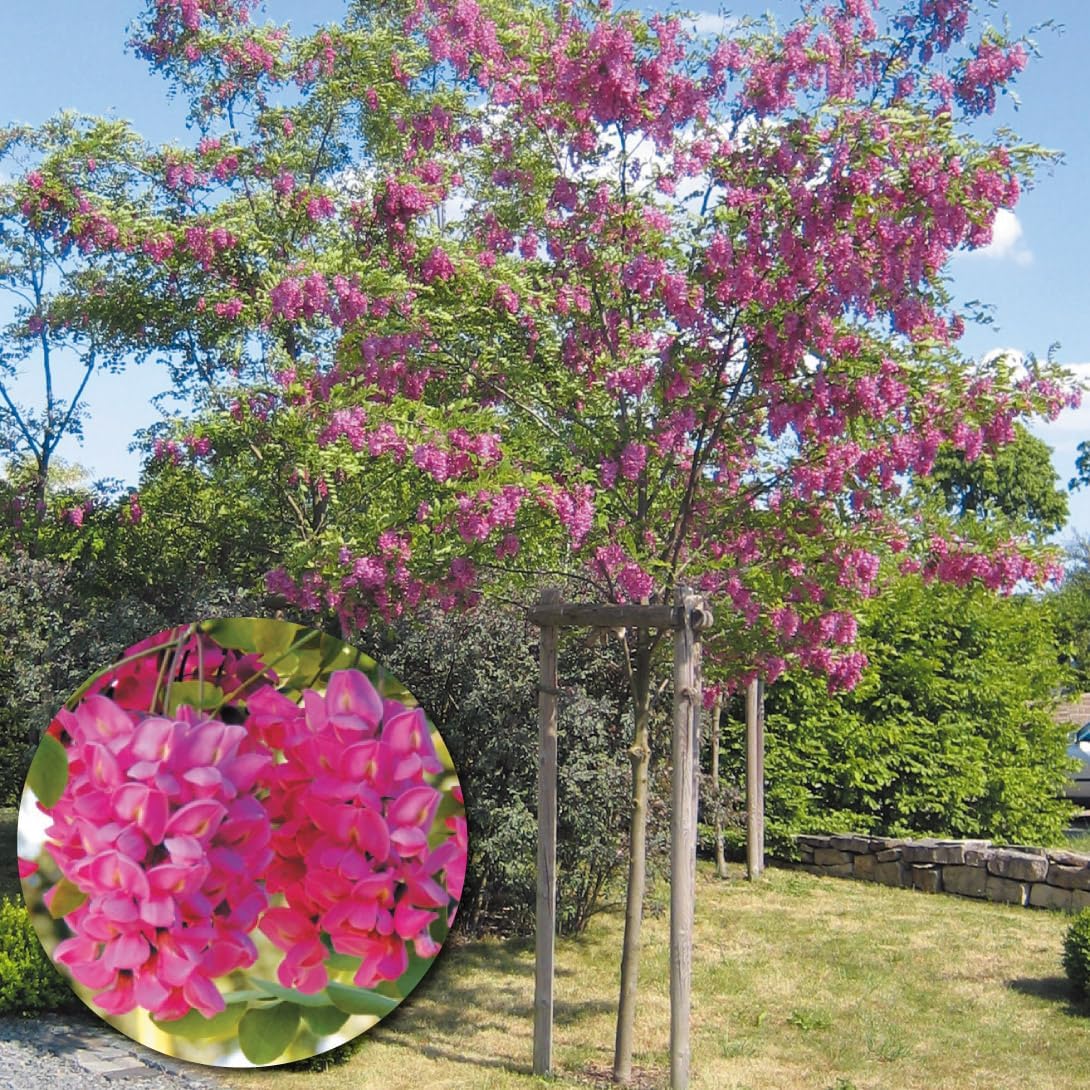 花木苗 ロビニア カスケルージュ 1株