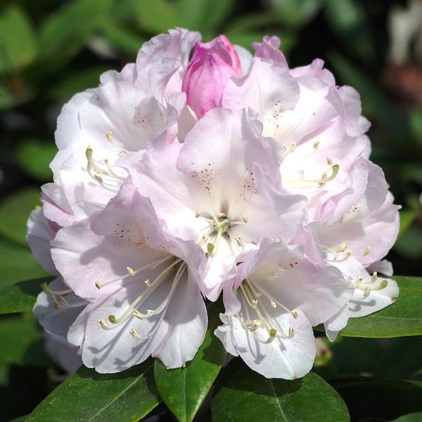 花木苗 西洋シャクナゲ スーパーローディー ラベンダースノーPVP 2株