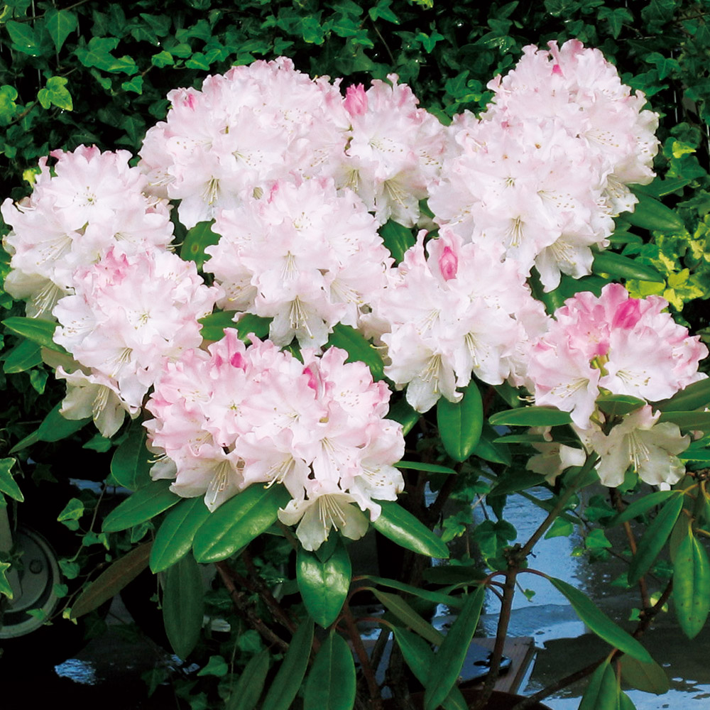 花木苗 西洋シャクナゲ ウェディングブーケ 2株