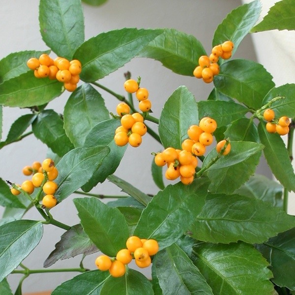 花木苗 千両 黄実 2株