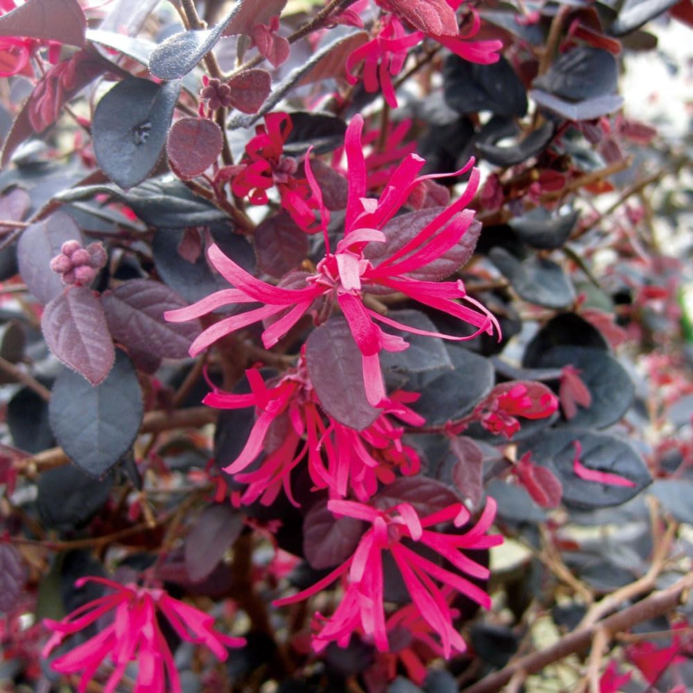 花木苗 トキワマンサク 黒美人 1株