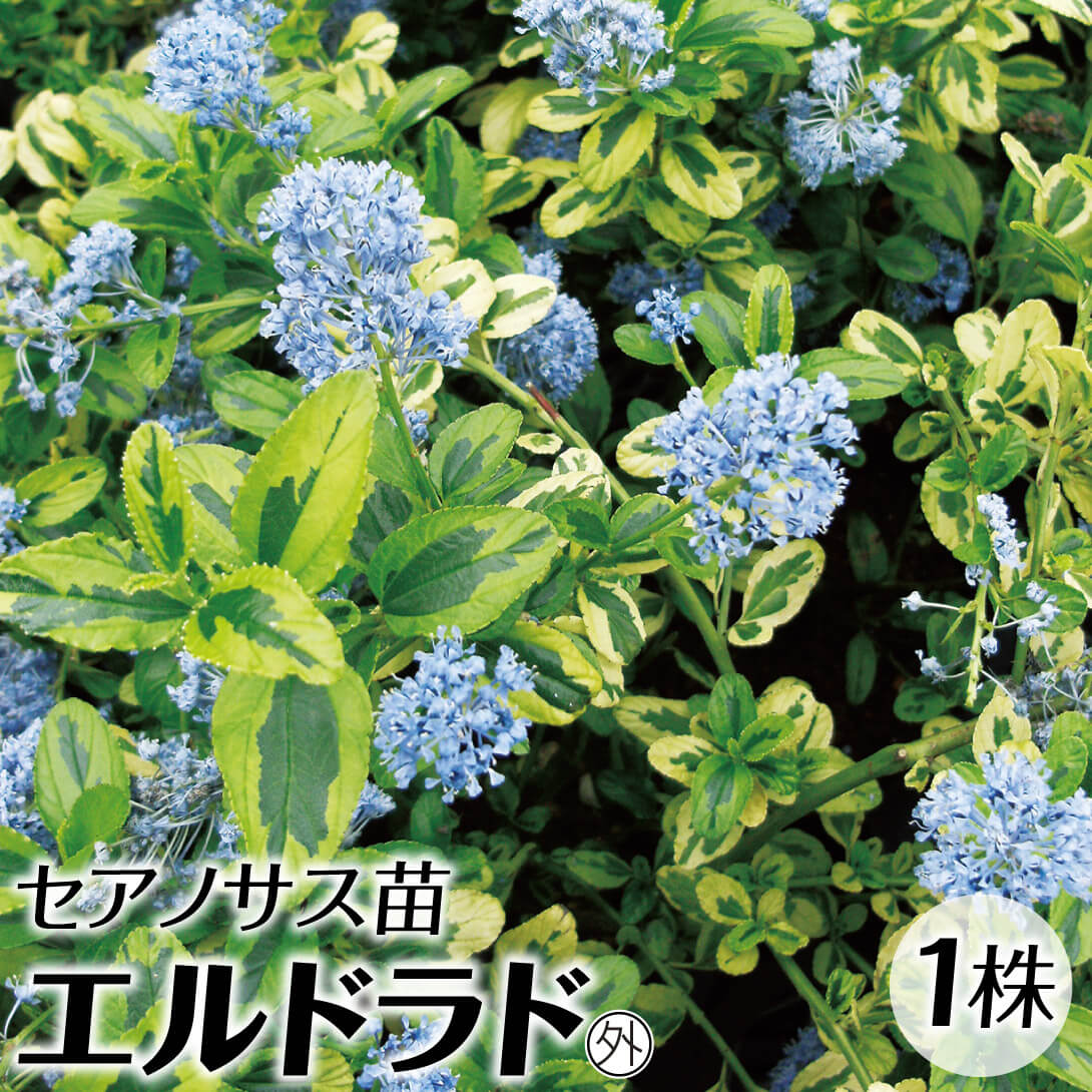 花木苗 セアノサス エルドラド(外) 1株