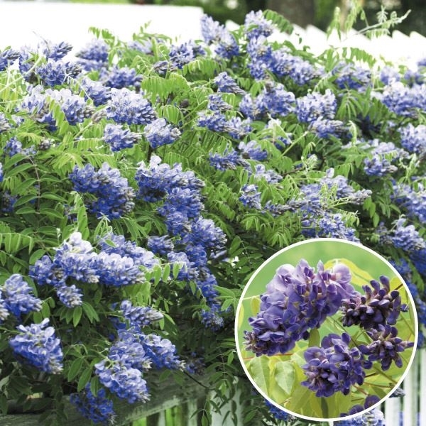 花木苗 アメリカフジ アメジストフォール 1株