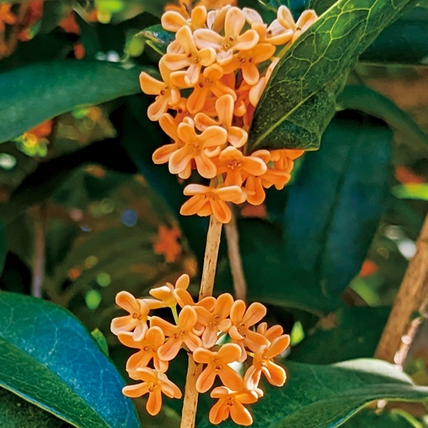 花木苗 キンモクセイ 1株