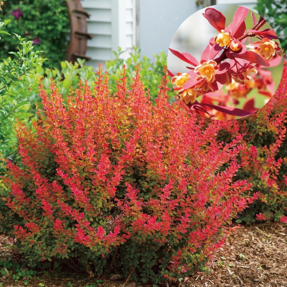 花木苗 バーベリス サンジョイネオ 1株