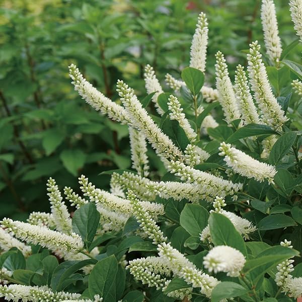 花木苗 スノーフィズ イテア 1株