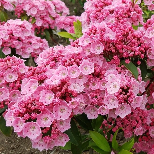 花木苗 カルミア ピンクボール 1株