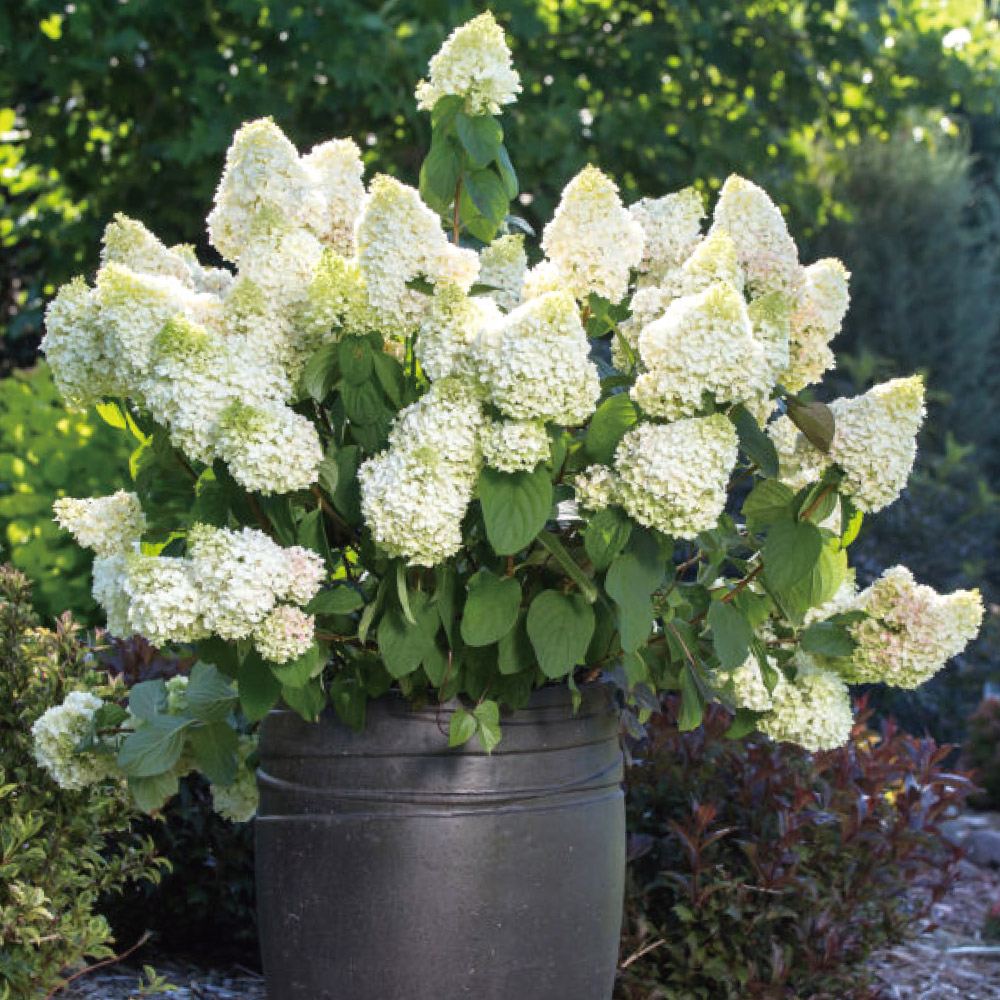 花木苗 ノリウツギ リトルホッティ 1株