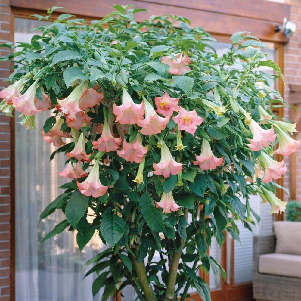 花木苗 エンジェルストランペット 桃花 2株