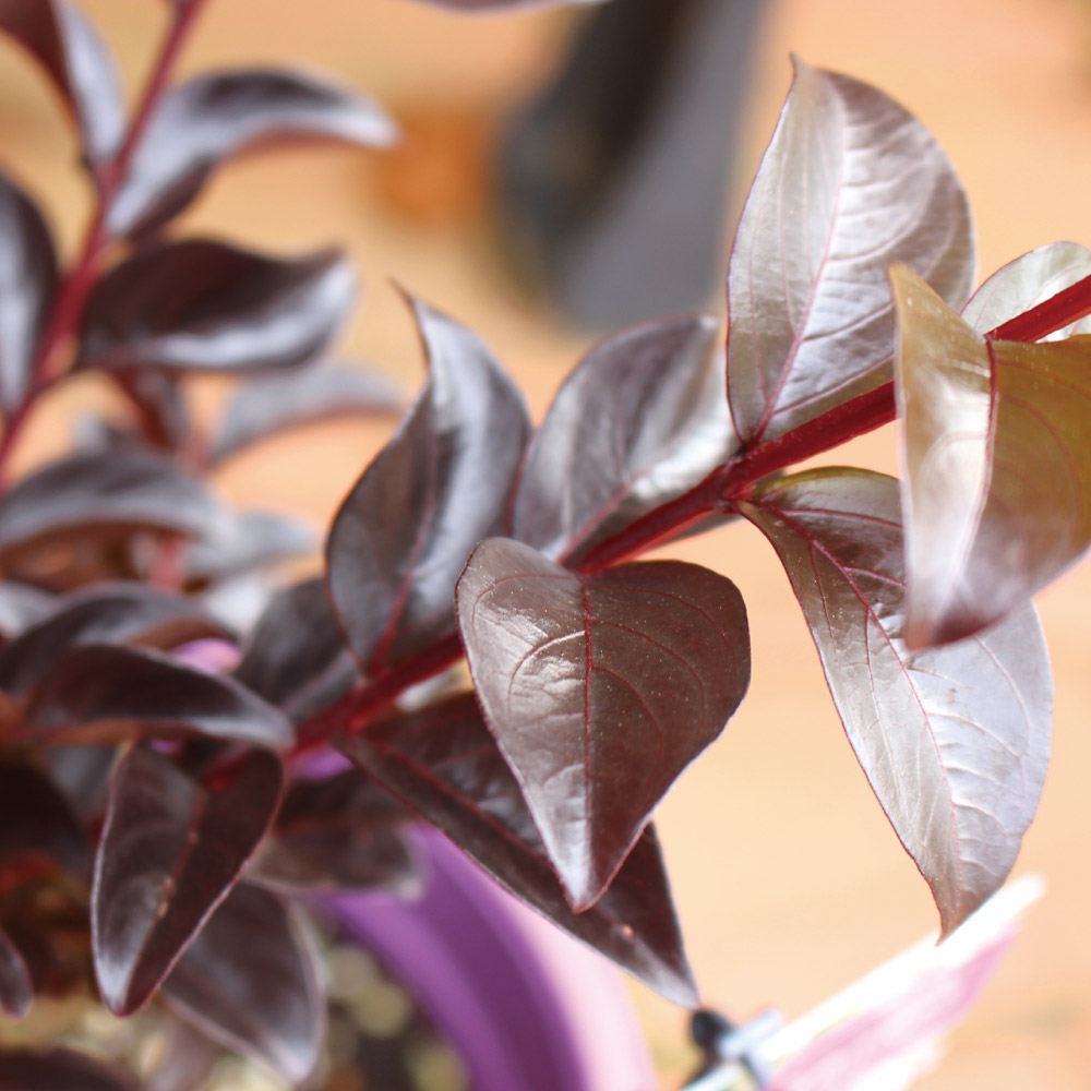 花木苗 サルスベリ ルナーマジック 1株