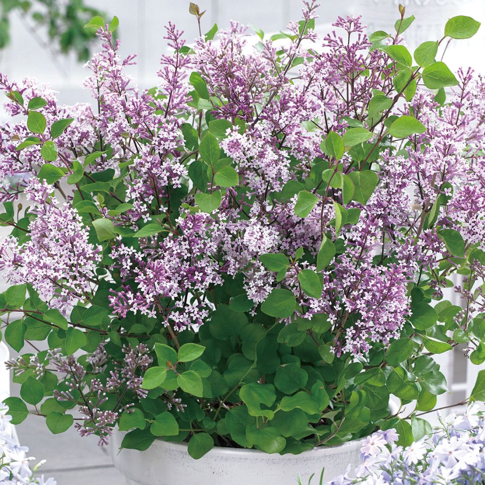花木苗 姫ライラック フラワーフェスティバル パープル 1株
