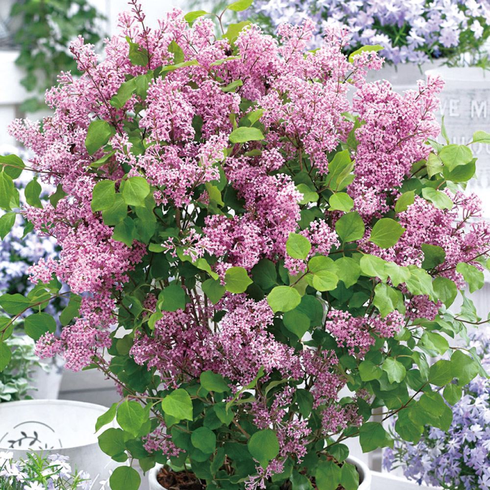 花木苗 姫ライラック フラワーフェスティバル ピンク 1株
