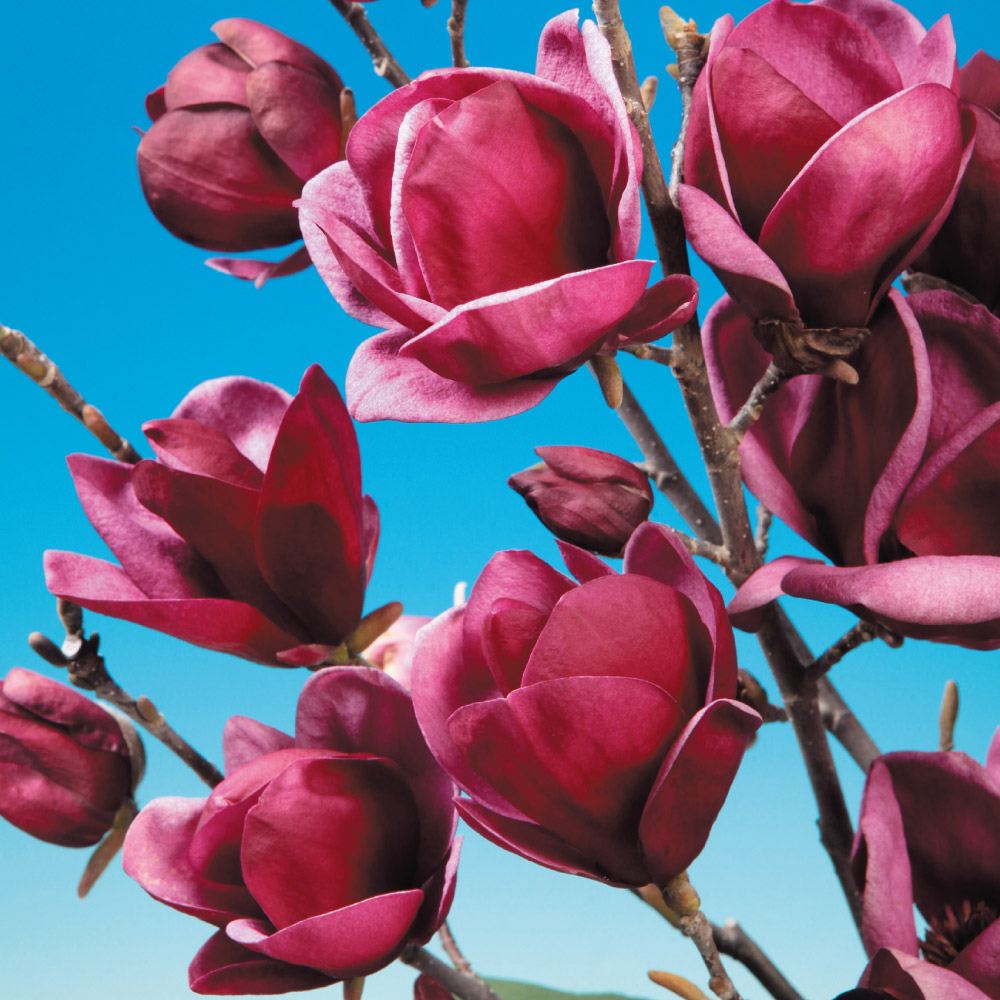 花木苗 モクレン ジェニーPVP 1株