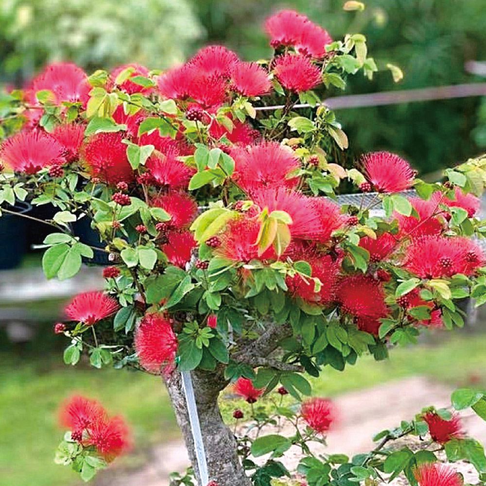花木苗 緋ネム 緋ネムの木 1株