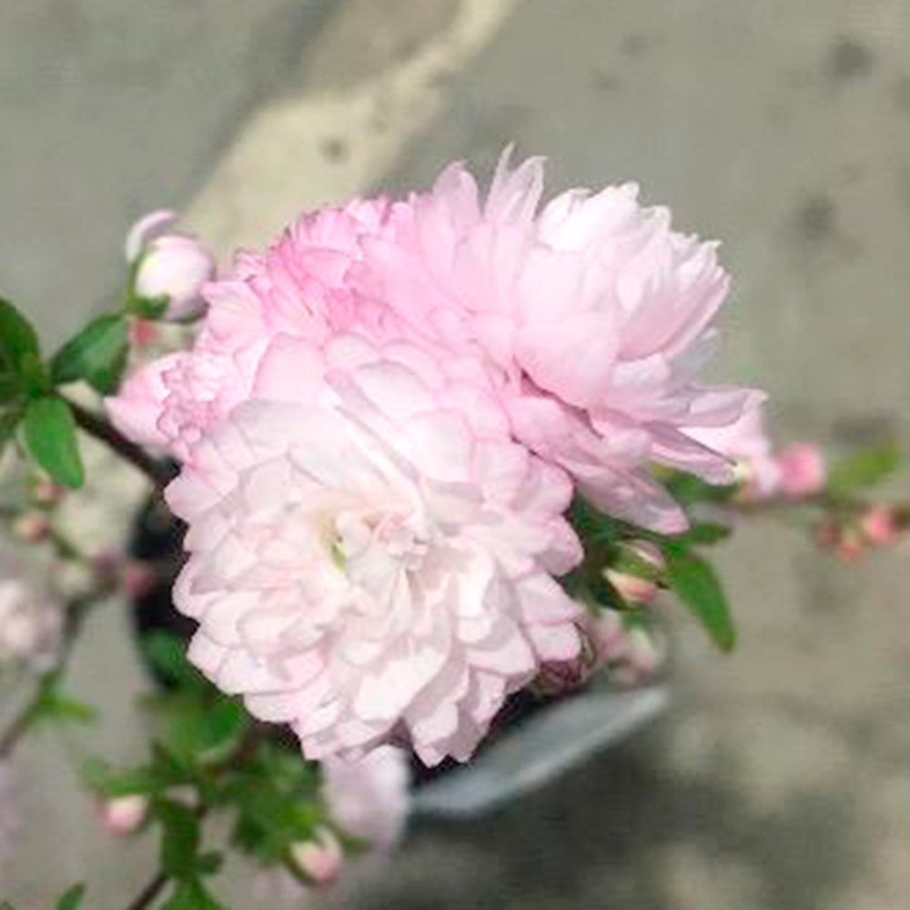 花木苗 ニワザクラ 1株